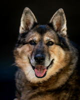 Tarah (Police Dog)