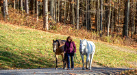 Denise & Horses