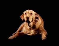 Kathy Connerton-DOGS